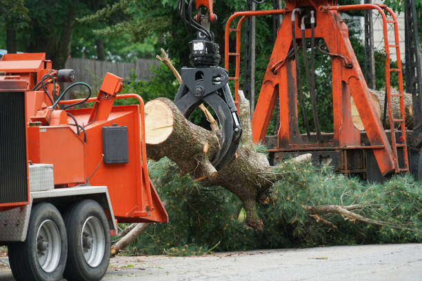 Best Professional Tree Care  in Friedens, PA